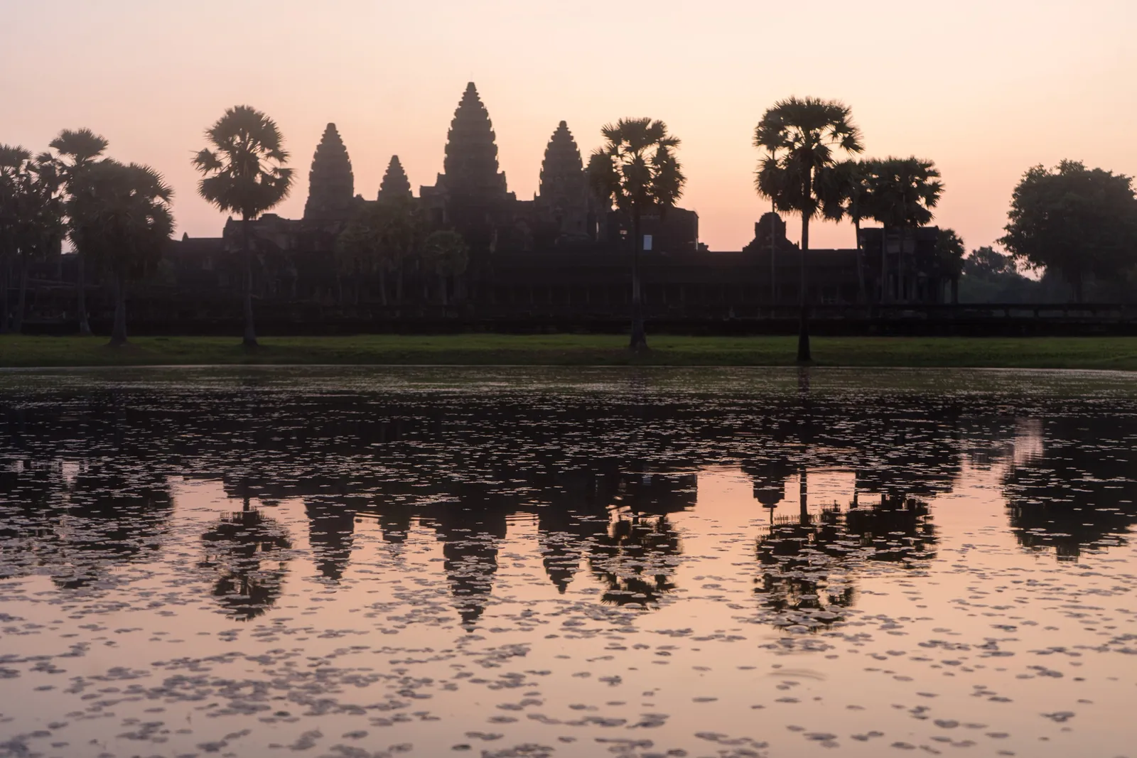 Angkor Wats torn och palmer i siluett mot rosa gryningshimmel, speglade i dammen