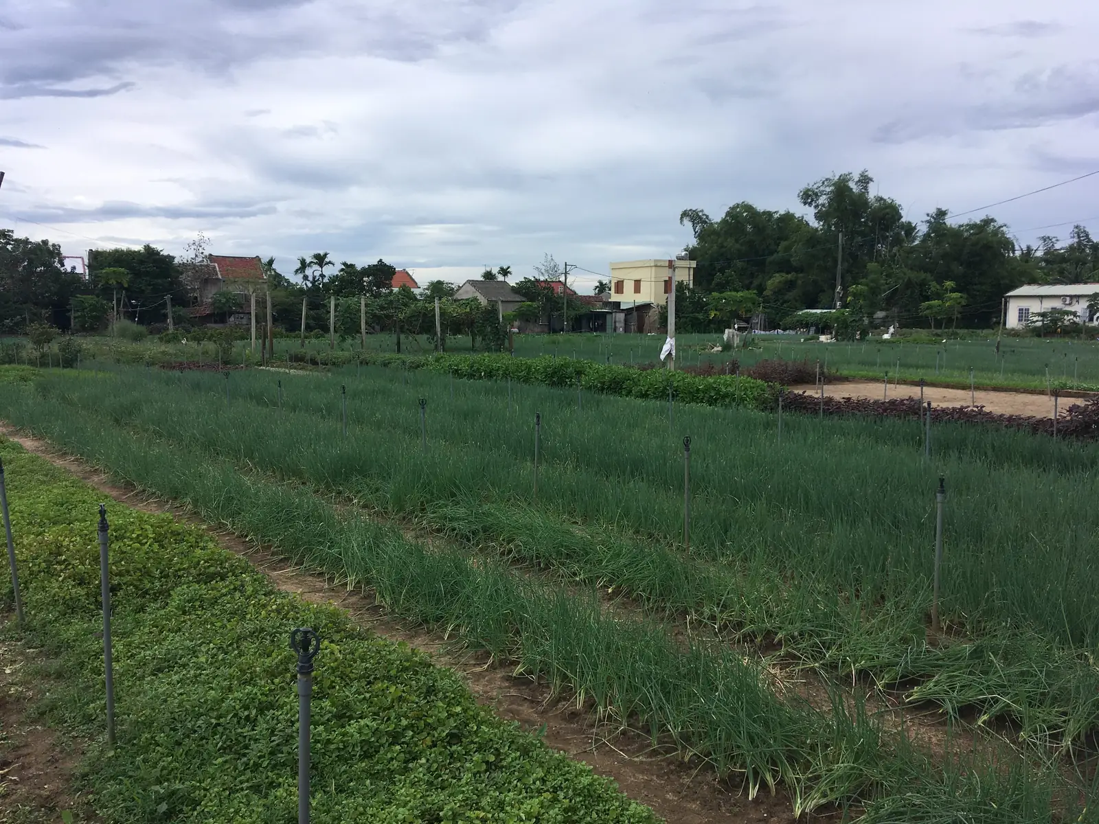 Rader av vårlök och örter på grönsaksodlingarna i byn Tra Que vid Hoi An