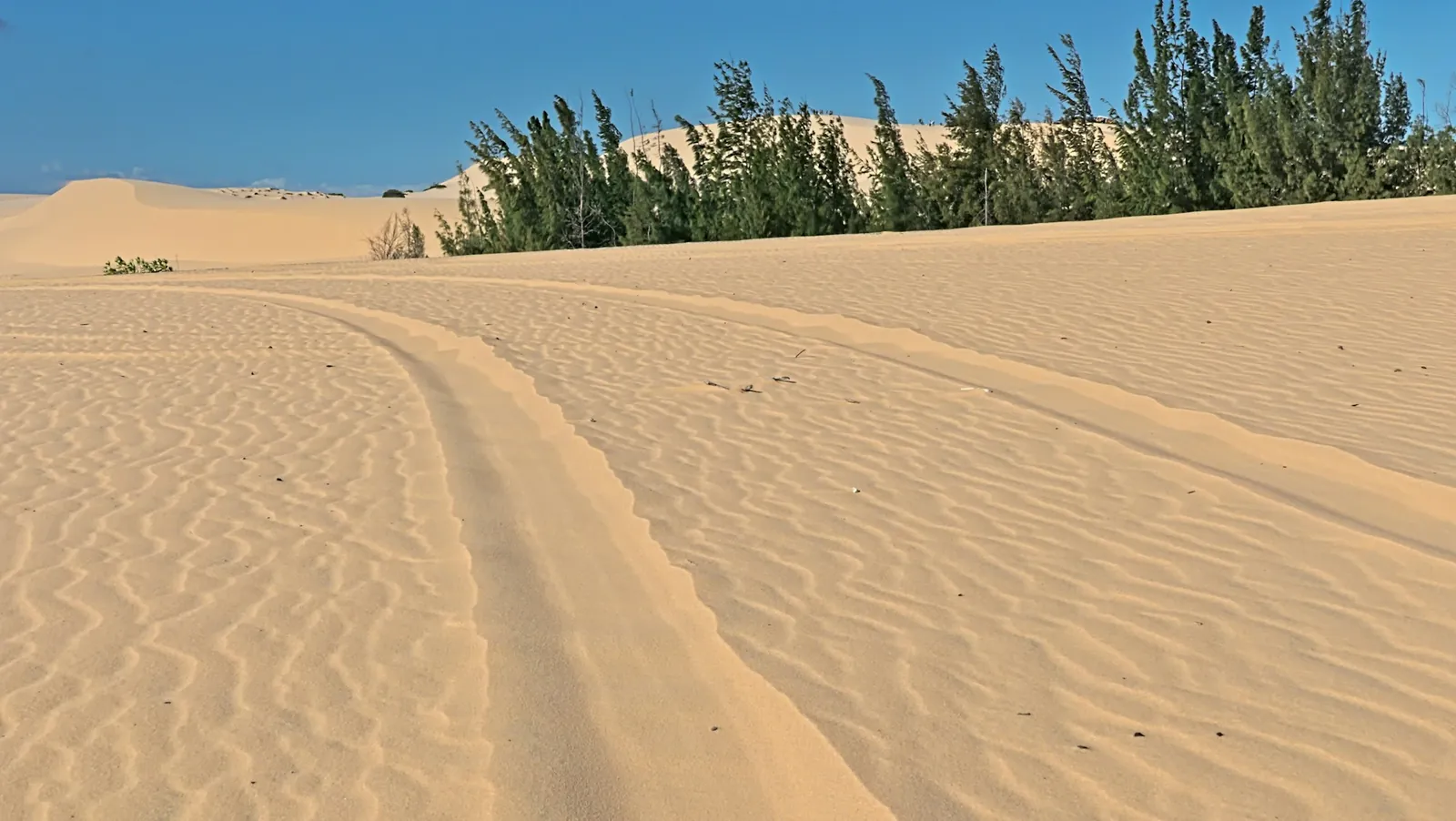 Vindrufsad sand och däckspår bland de vita sanddynerna vid Mui Ne, med kasuarinaträd i bakgrunden