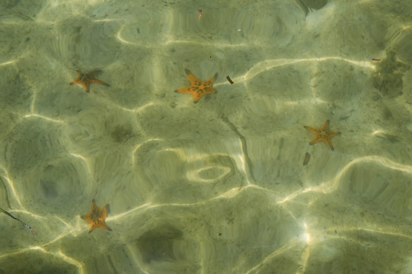Orange sjöstjärnor på sandbotten i det klara grunda vattnet vid sjöstjärnestranden på norra Phu Quoc