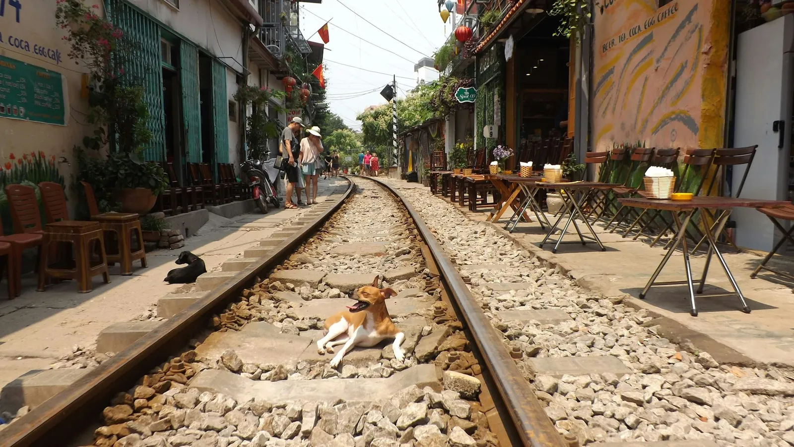 Hund som ligger mellan rälsen på tåggatan i Hanoi